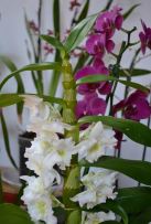 Dendrobium si phalenopsis
