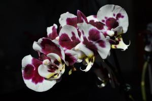 Phalaenopsis harlequin_1