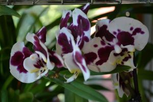 Phalaenopsis harlequin_2