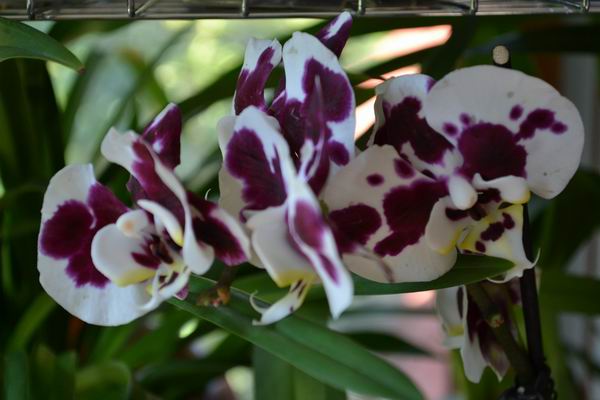 Phalaenopsis harlequin_2
