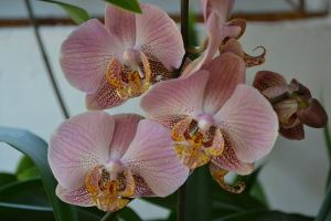 Phalaenopsis NoID-Blush spotted cocoa_2