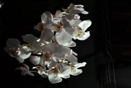 Phalaenopsis schilleriana x stuartiana_2