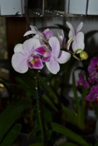 Phalaenopsis ecquestris (6)
