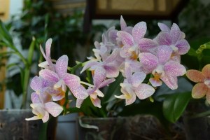 Phalaenopsis Little Star (2)