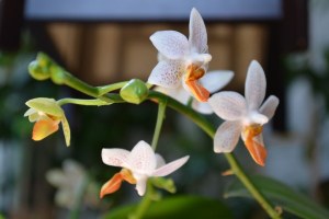 Phalaenopsis Mini Mark (1)