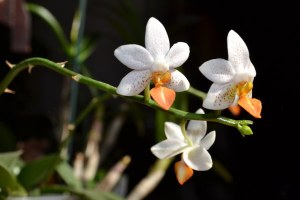Phalaenopsis Mini Mark (3)