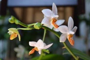 Phalaenopsis Mini Mark (5)