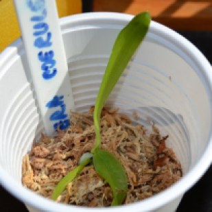 Pui Phalaenopsis Samera Coerulea