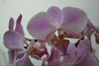 Phalaenopsis (1)