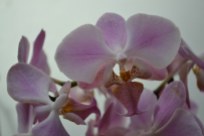 Phalaenopsis (1)