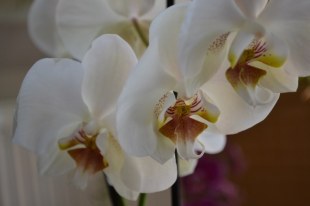 Phalaenopsis (12)