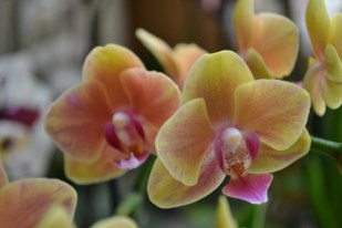 Phalaenopsis (13)