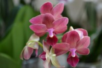 Phalaenopsis (15)