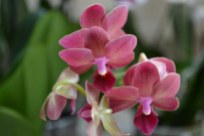 Phalaenopsis (15)