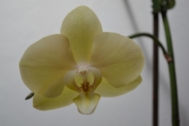 Phalaenopsis (2)