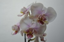 Phalaenopsis (4)