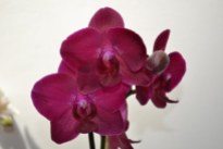 Phalaenopsis (6)