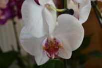 Phalaenopsis (7)