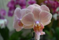 Phalaenopsis (8)